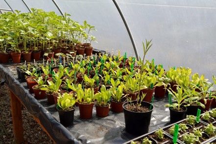 Plants growing in a polytunnel at Elm Tree Farm