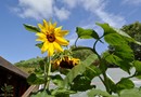 sunflowers growing at Greenfields