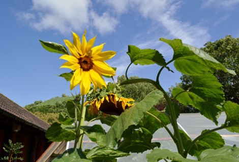 sunflowers growing at Greenfields
