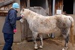 Elm Tree Farm caring for Bella the Eriskay pony